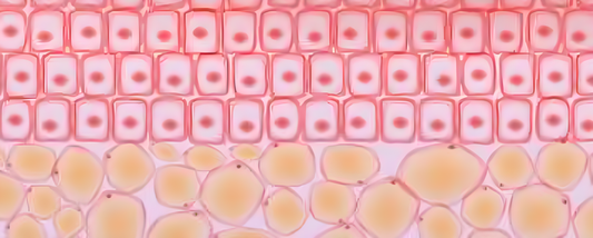 The Equine Microbiome – Nurturing Healthy Skin from the Inside Out