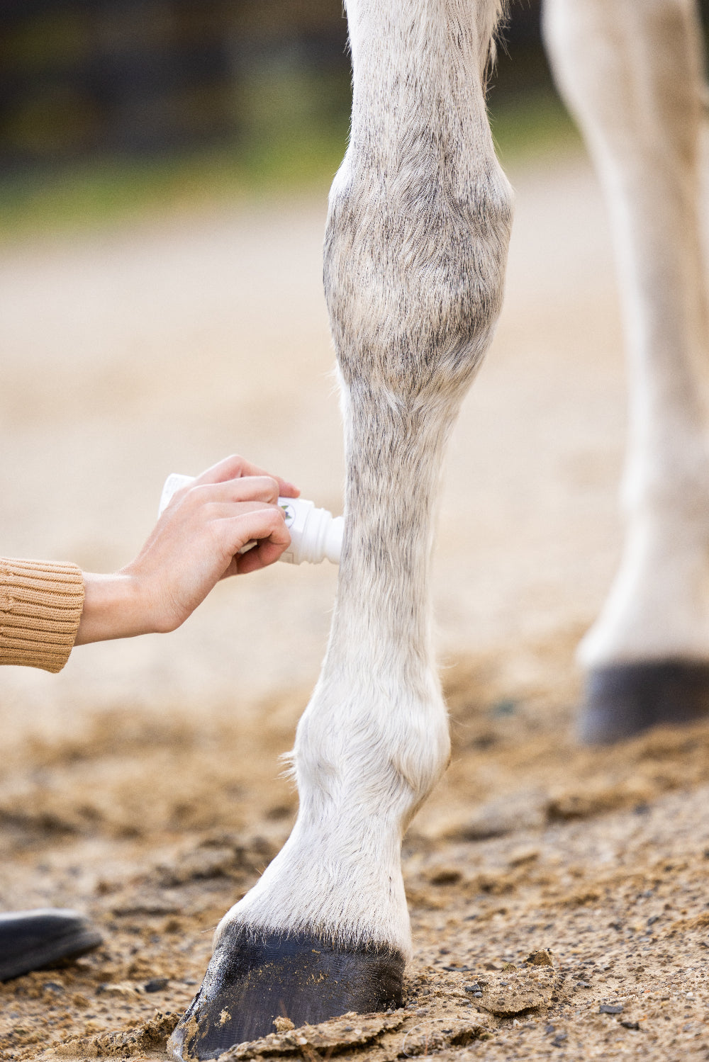 Roll-On Relief Liniment - Purvida Healthy Horse