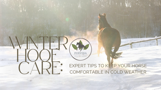 Winter-Proof Your Horse’s Hooves: Essential Care Tips for Cold Weather