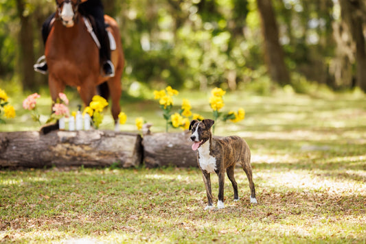 Hidden Dangers in Your Dog’s Grooming Products: What to Avoid & What to Use Instead