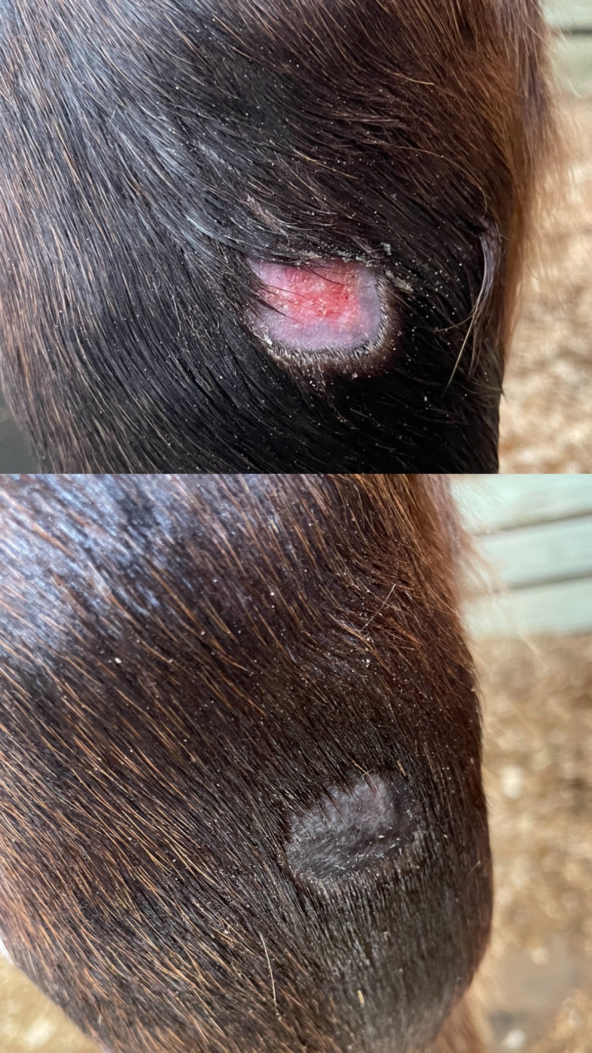 natural skin salve before and after purvida healthy horse