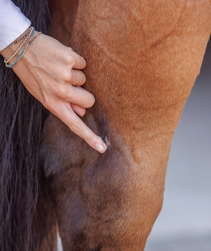 natural skin salve for horses purvida healthy horse