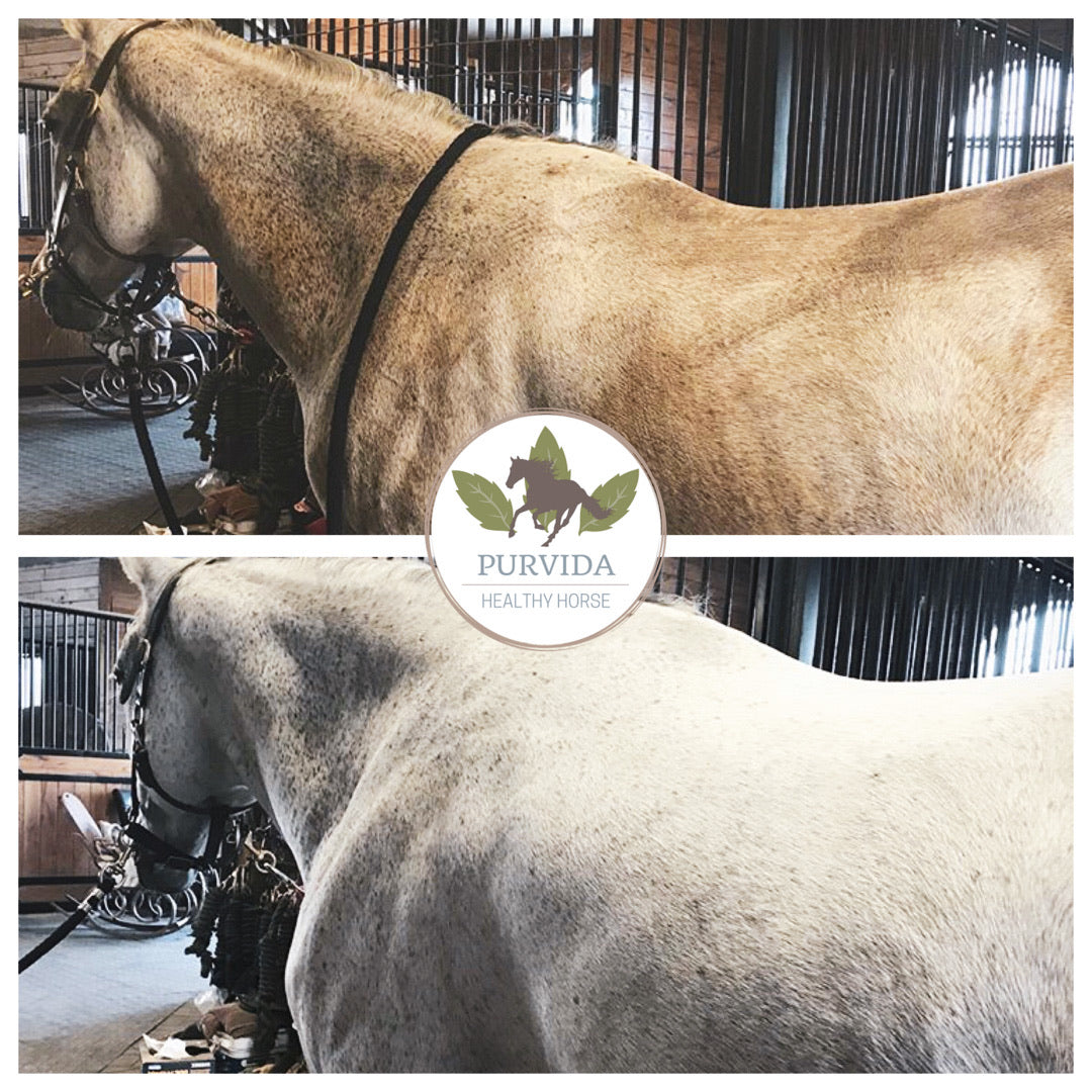 natural grooming spray for horses. natural fly spray, antifungal, & dry shampoo.